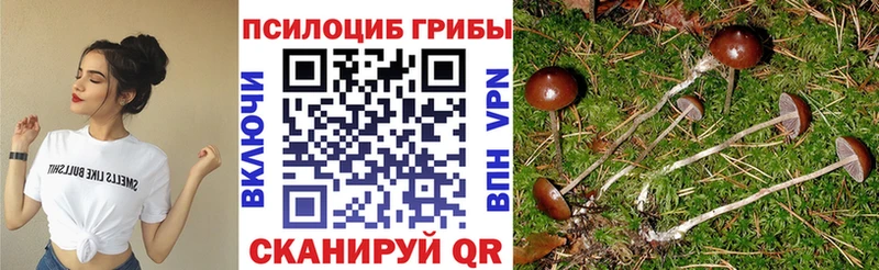 OMG ONION  Староминская  Псилоцибиновые грибы Psilocybe 